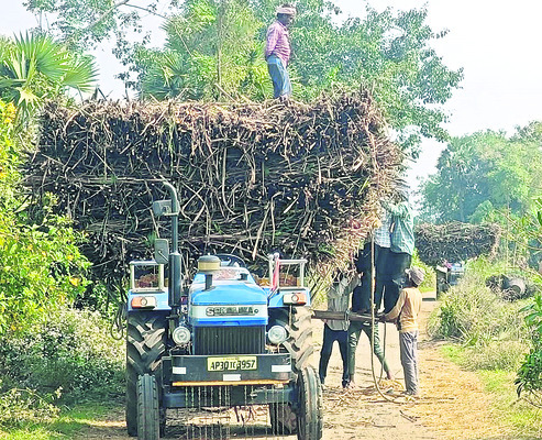 1.5 లక్షల మెట్రిక్‌ టన్నుల చెరకు క్రషింగ్‌ 2