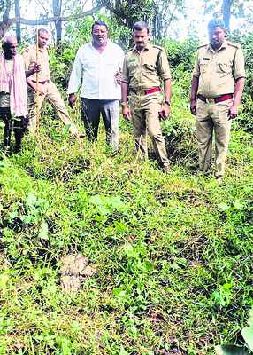 ఉద్దానంలో  పెద్దపులి సంచారం లేదు 1