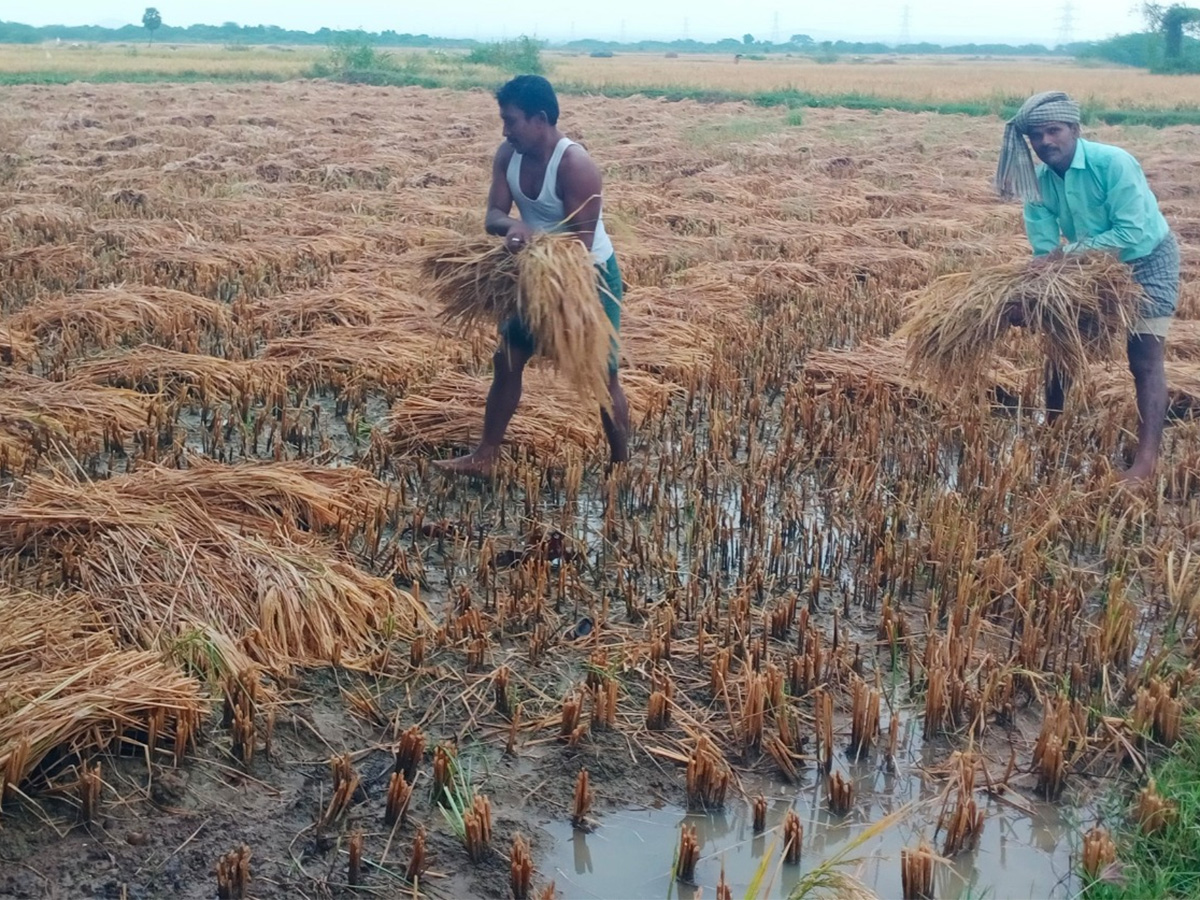 Cyclone Fengal Andhra Pradesh Photos31