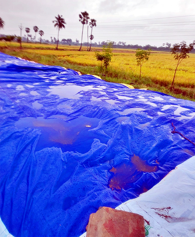 Cyclone Fengal Andhra Pradesh Photos32