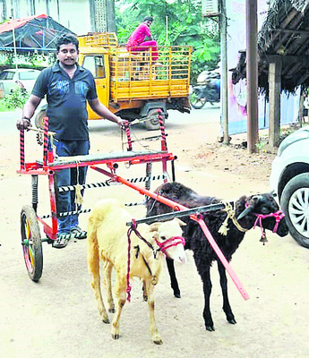 పొట్టేళ్ల బండి.. పరుగెత్తిందండి 1