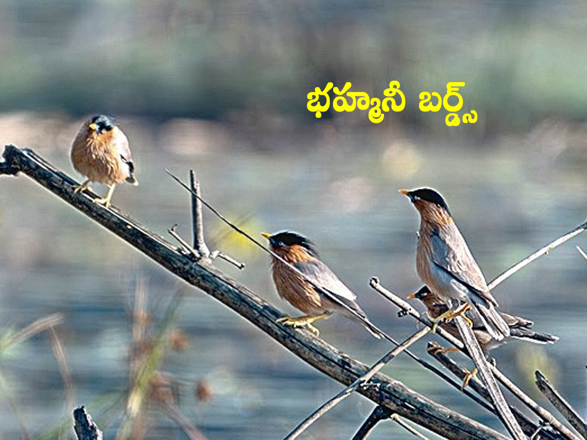 Jannaram Kavwal Tiger Zone has become a habitat for various birds2