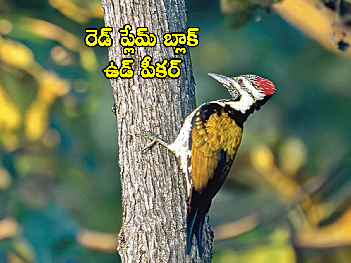 Jannaram Kavwal Tiger Zone has become a habitat for various birds3