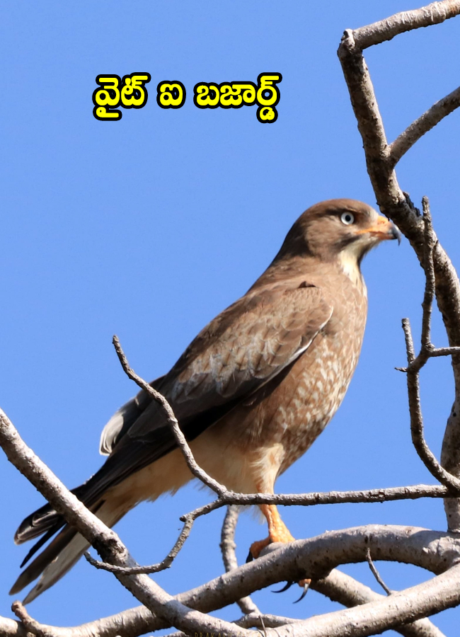 Jannaram Kavwal Tiger Zone has become a habitat for various birds13