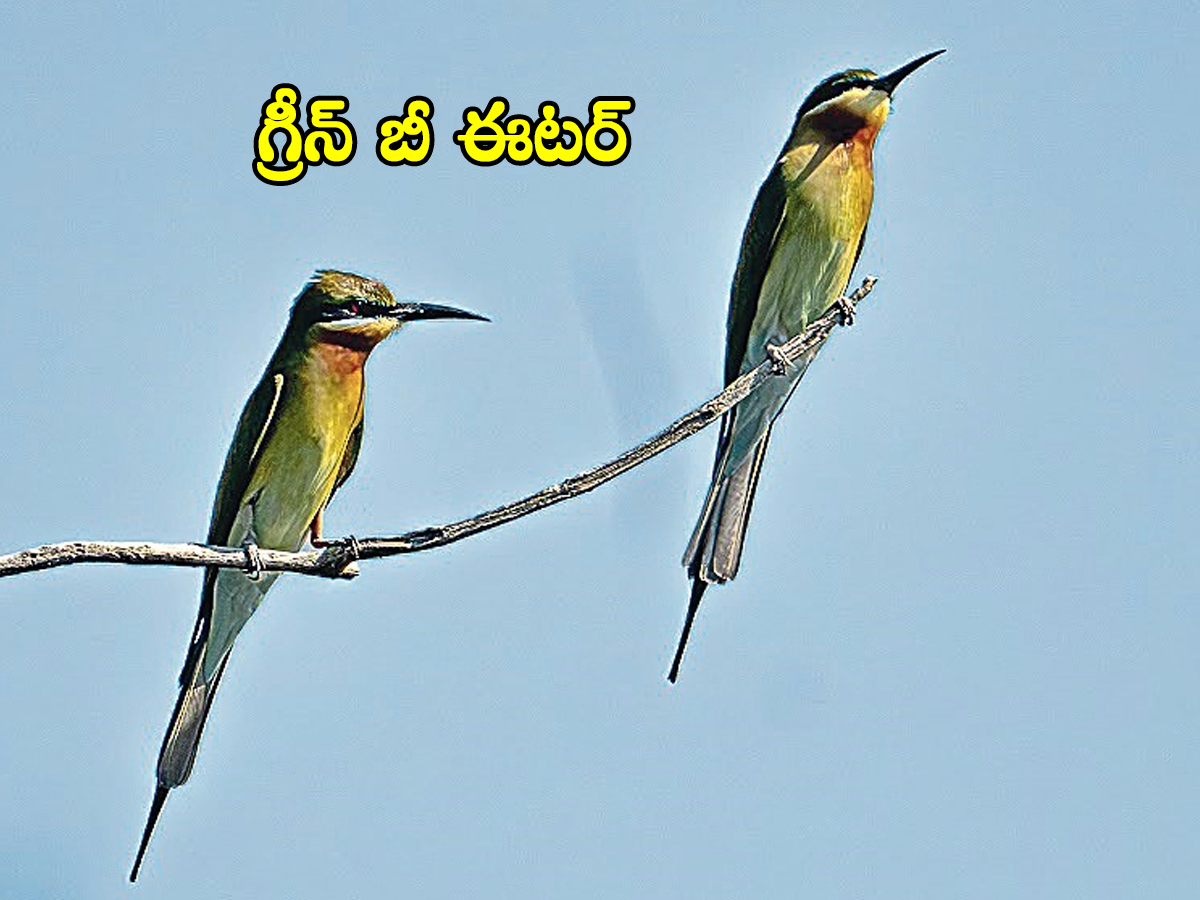 Jannaram Kavwal Tiger Zone has become a habitat for various birds5