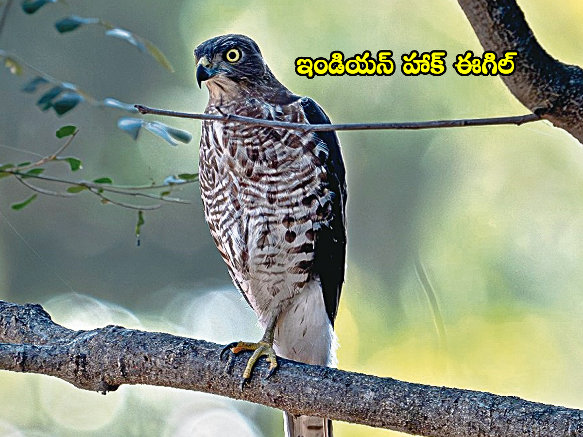 Jannaram Kavwal Tiger Zone has become a habitat for various birds6