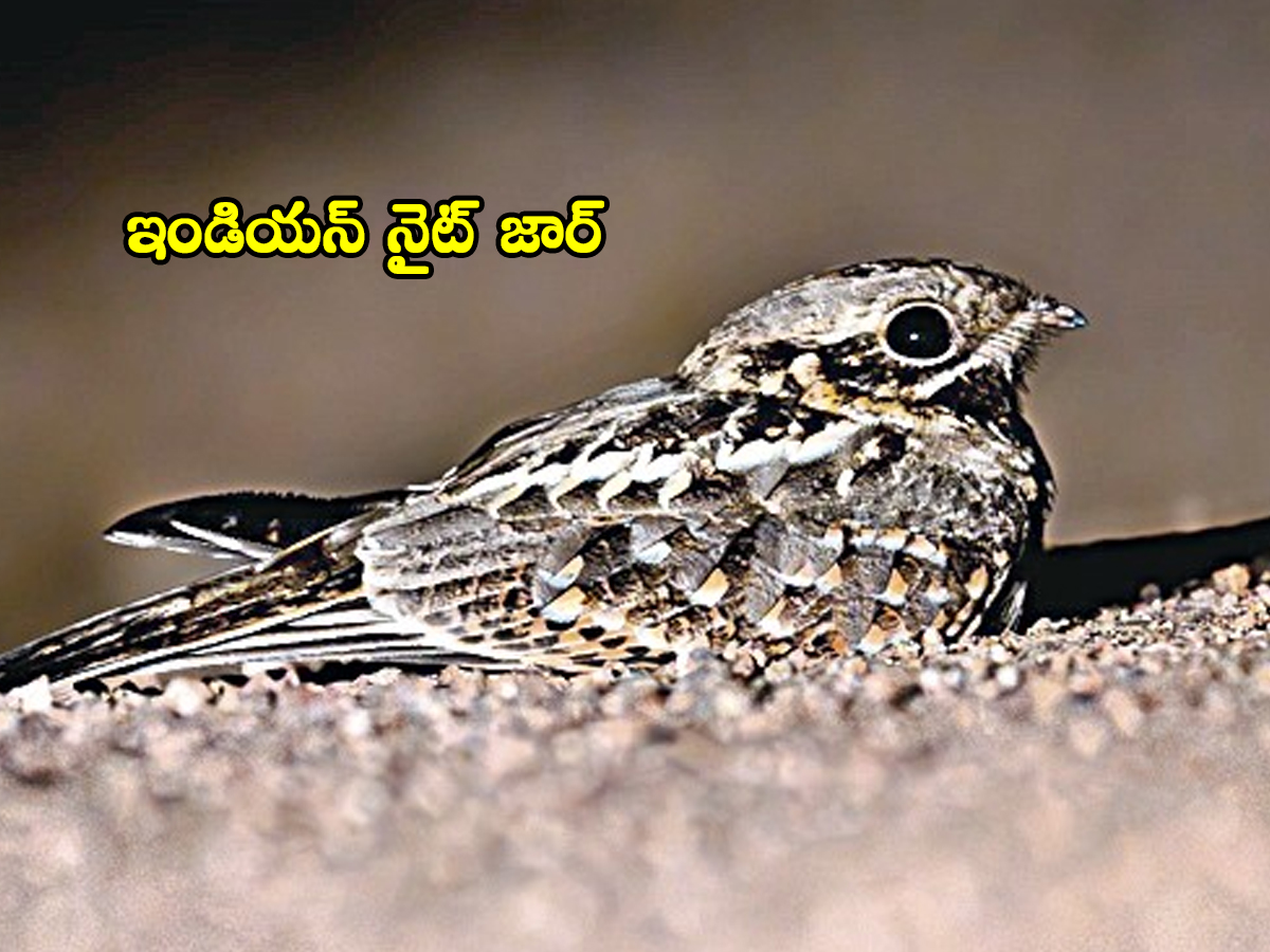 Jannaram Kavwal Tiger Zone has become a habitat for various birds4