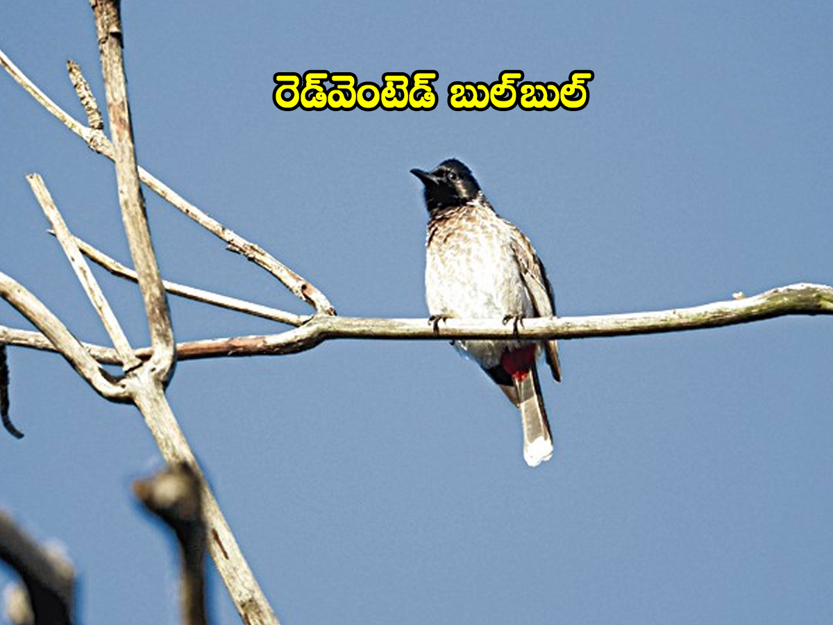 Jannaram Kavwal Tiger Zone has become a habitat for various birds8