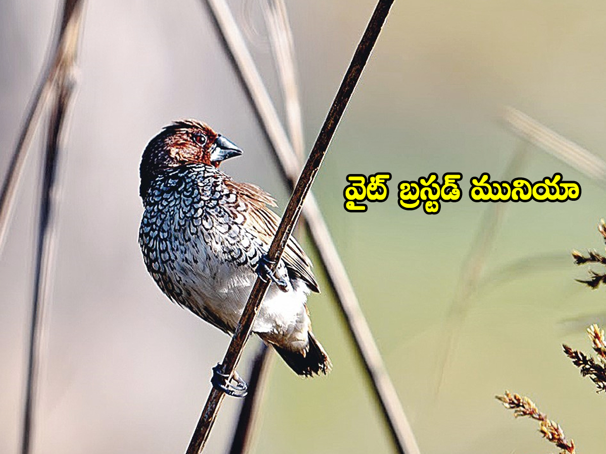 Jannaram Kavwal Tiger Zone has become a habitat for various birds9