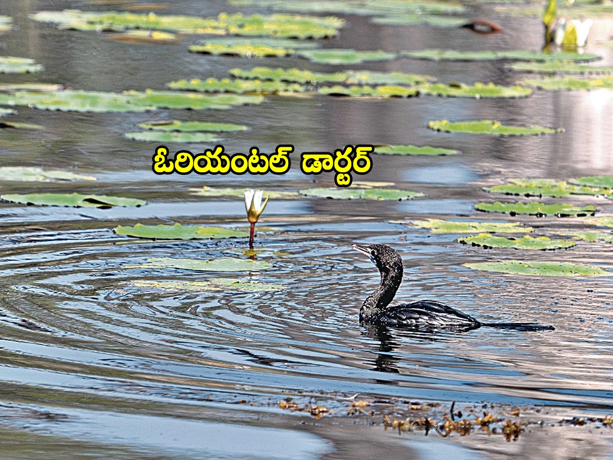 Jannaram Kavwal Tiger Zone has become a habitat for various birds10