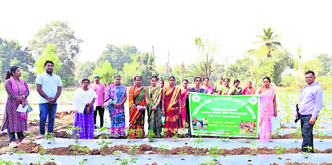 స్ట్రా బెర్రీ సాగు పరిశీలన 1