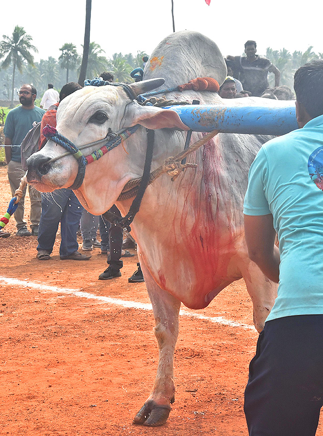 Sankranti 2025 : Bull Race in Nellore District Photos Goes Viral8