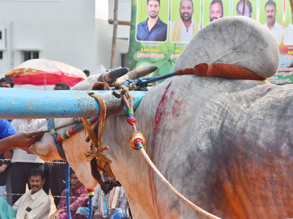 Sankranti 2025 : Bull Race in Nellore District Photos Goes Viral9