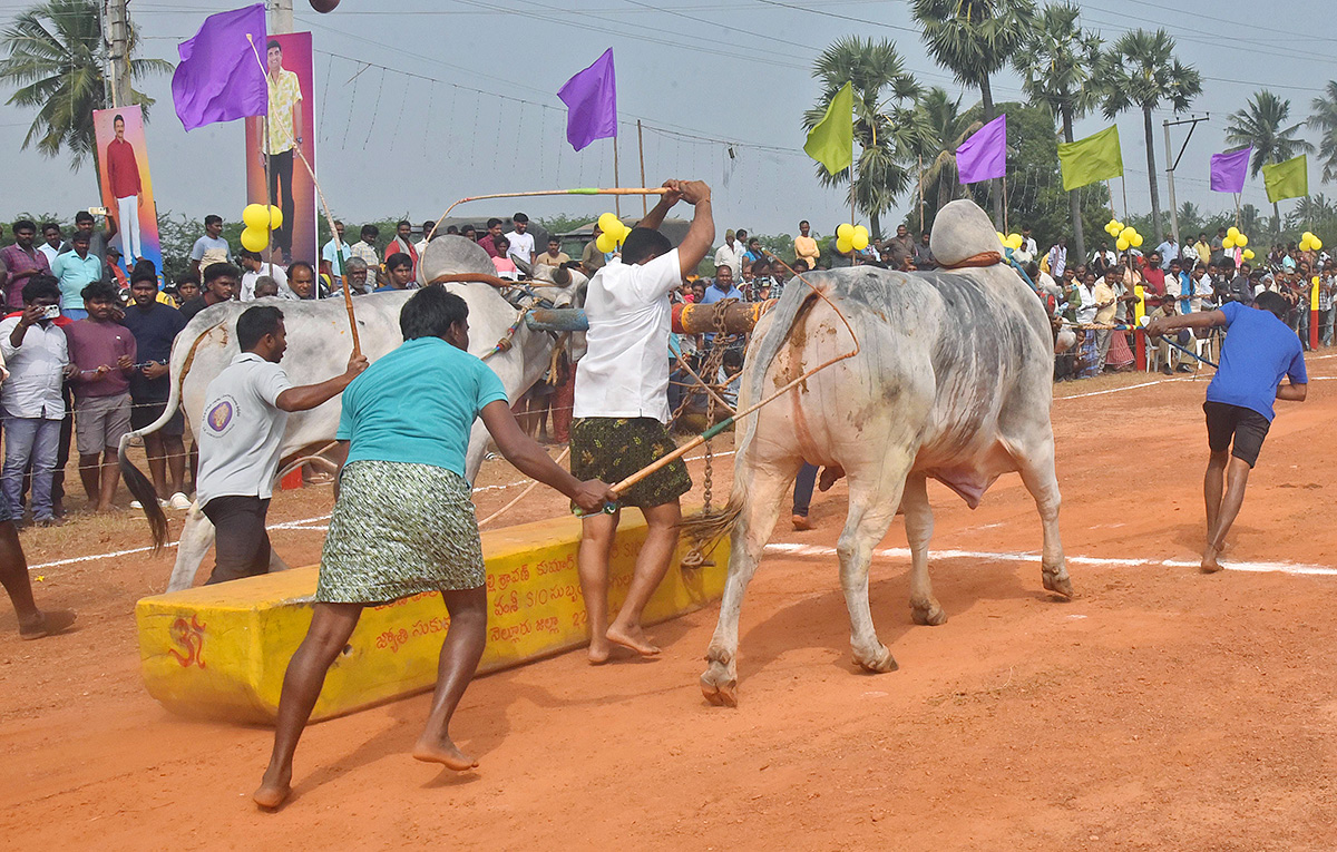 Sankranti 2025 : Bull Race in Nellore District Photos Goes Viral10