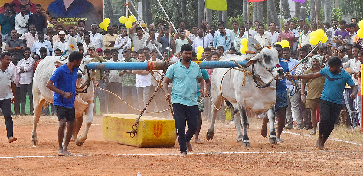 Sankranti 2025 : Bull Race in Nellore District Photos Goes Viral11