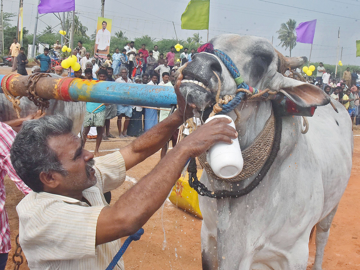 Sankranti 2025 : Bull Race in Nellore District Photos Goes Viral13