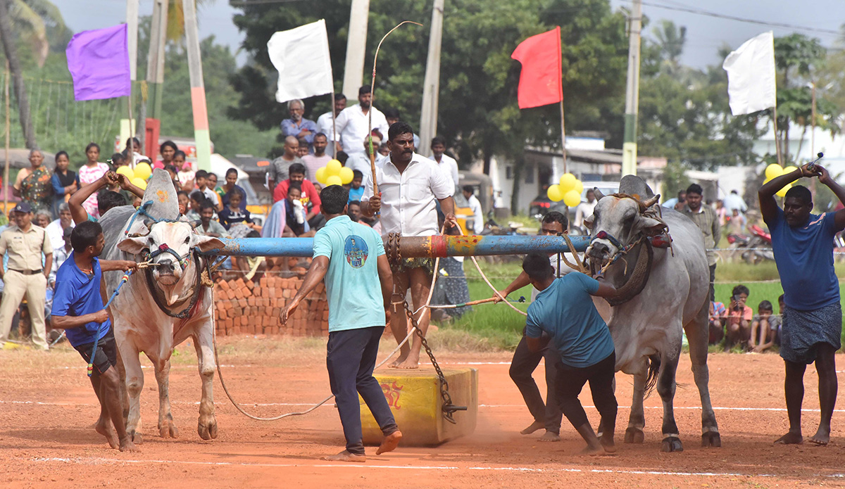 Sankranti 2025 : Bull Race in Nellore District Photos Goes Viral15