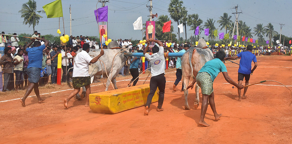 Sankranti 2025 : Bull Race in Nellore District Photos Goes Viral16