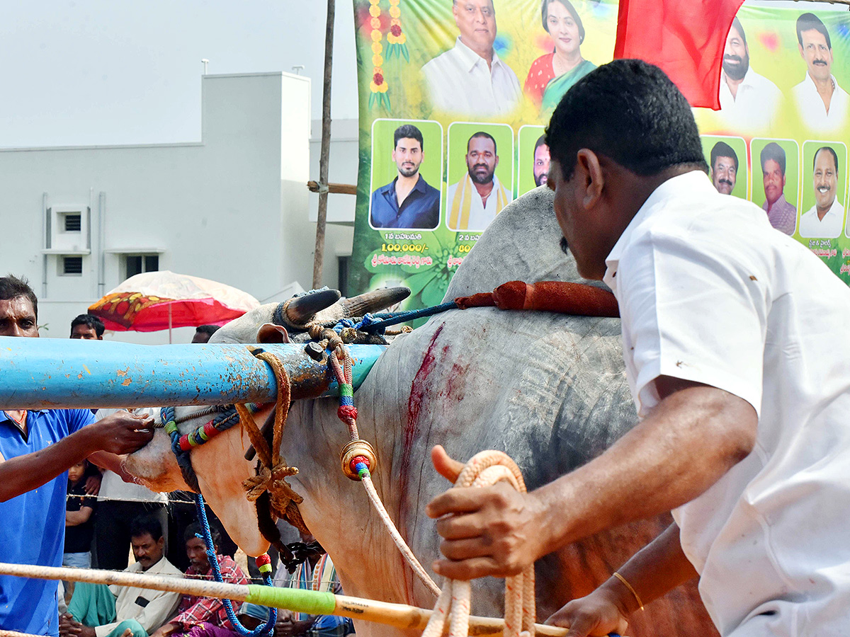 Sankranti 2025 : Bull Race in Nellore District Photos Goes Viral2