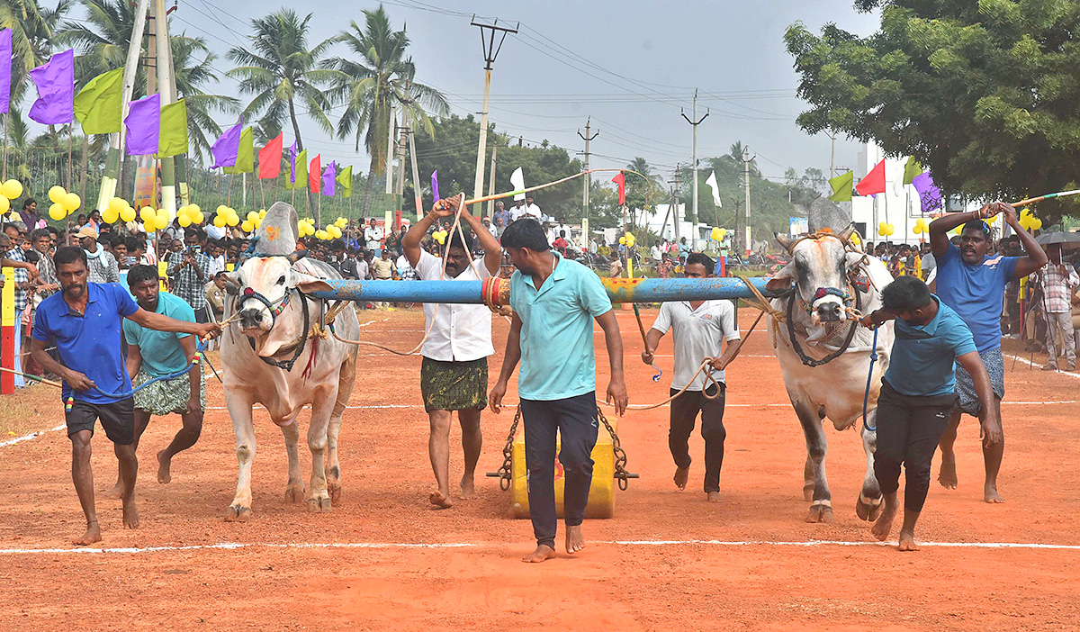 Sankranti 2025 : Bull Race in Nellore District Photos Goes Viral18