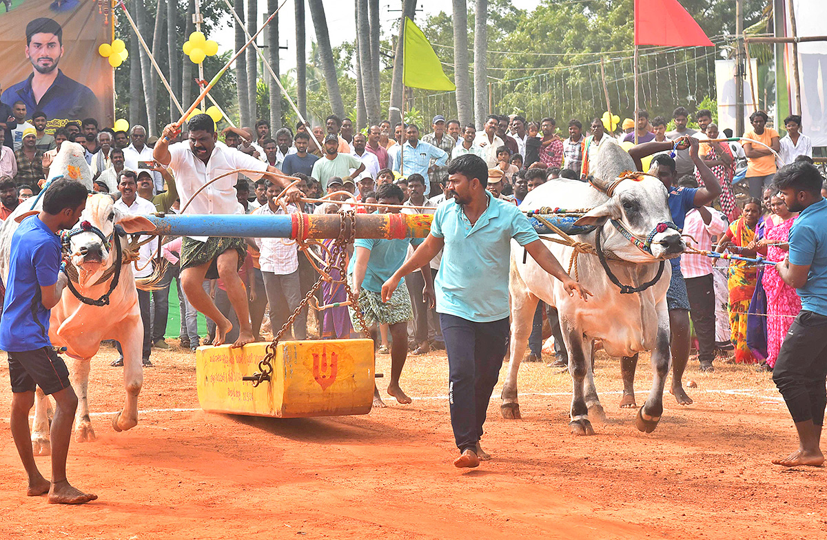 Sankranti 2025 : Bull Race in Nellore District Photos Goes Viral20