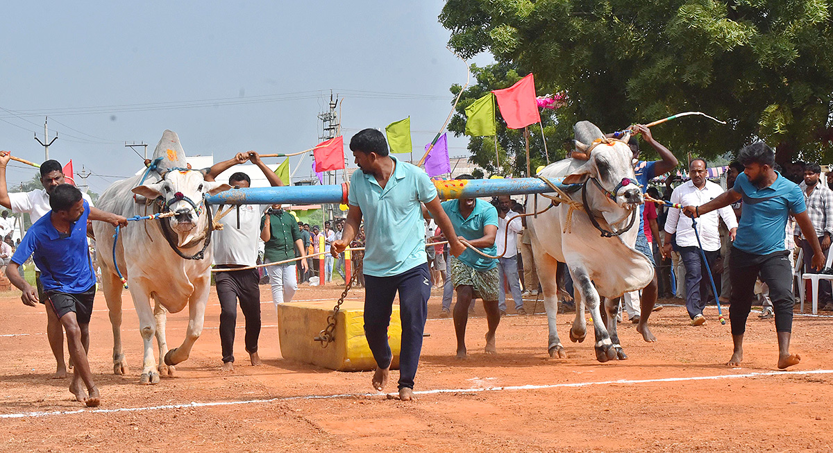 Sankranti 2025 : Bull Race in Nellore District Photos Goes Viral22