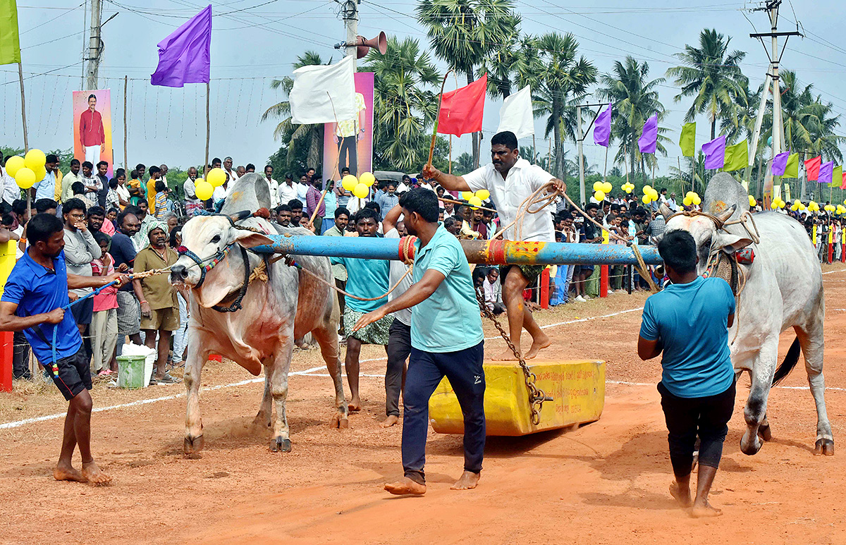 Sankranti 2025 : Bull Race in Nellore District Photos Goes Viral3