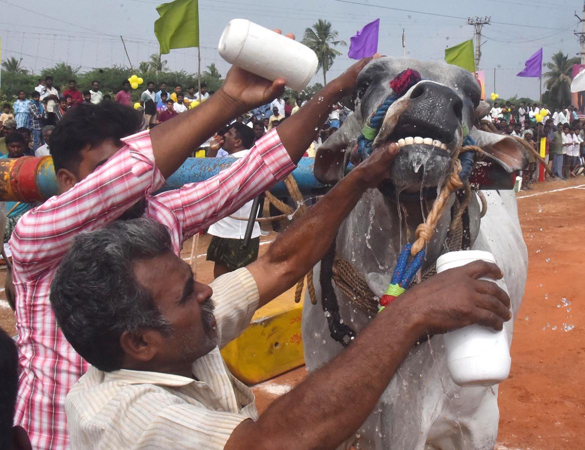 Sankranti 2025 : Bull Race in Nellore District Photos Goes Viral5