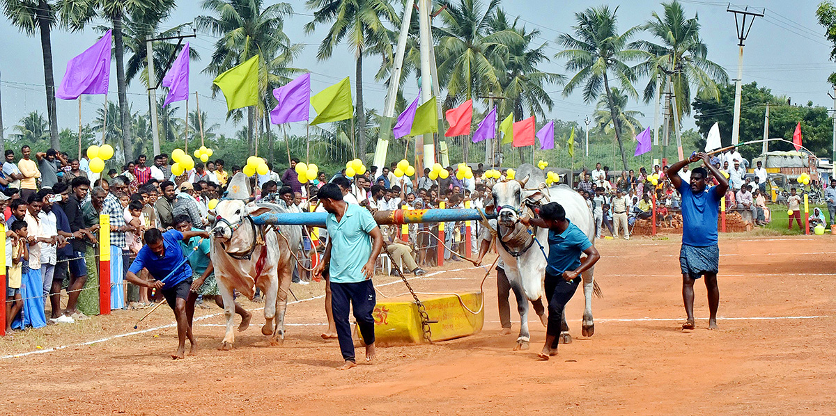 Sankranti 2025 : Bull Race in Nellore District Photos Goes Viral7