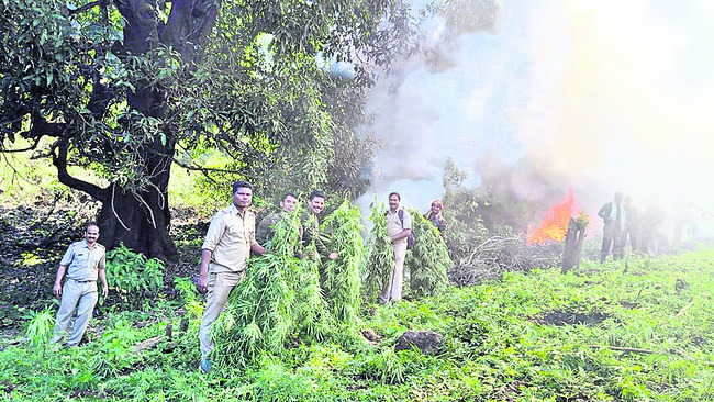 250 మందికి వైద్య పరీక్షలు 1