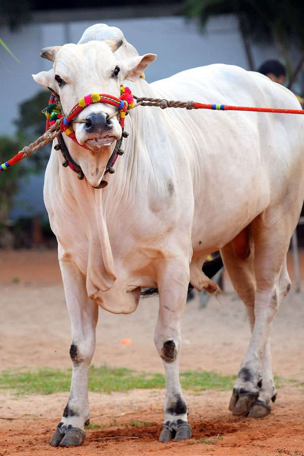 Sankranti Celebration In Vijayawada11