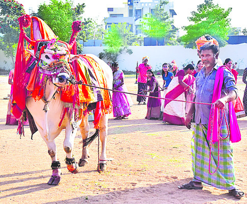 భోగి కాంతులు2