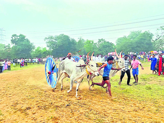 సంక్రాంతి పండగను జిల్లా వాసులు సంప్రదాయబద్ధంగా నిర్వహిం3