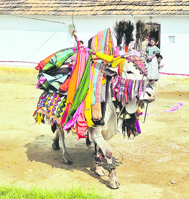 సందడిగా సంక్రాంతి సంబరాలు 3