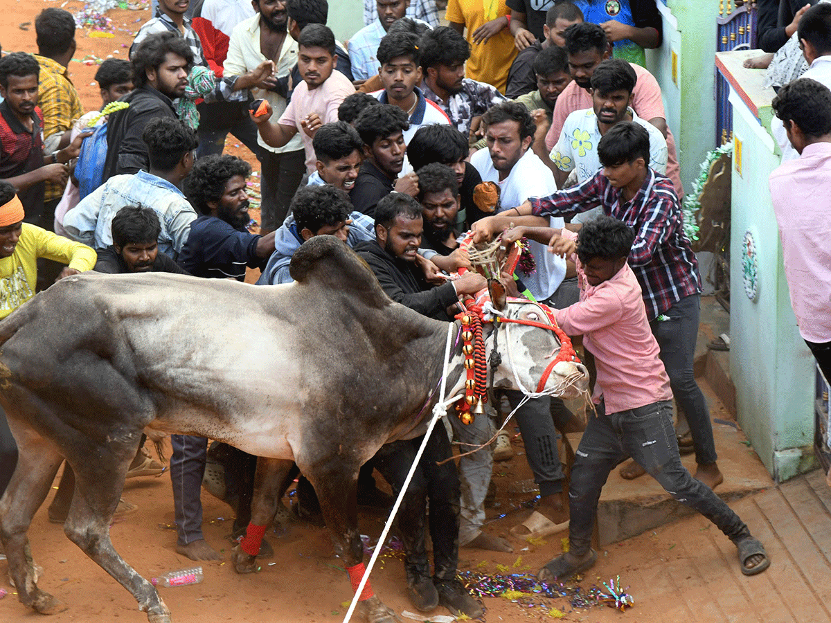 Jallikattu Celebrations In Tirupati District Photo Gallery8