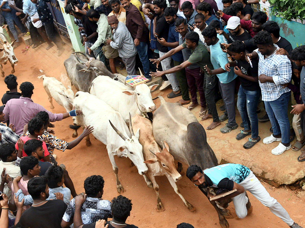 Jallikattu Celebrations In Tirupati District Photo Gallery9