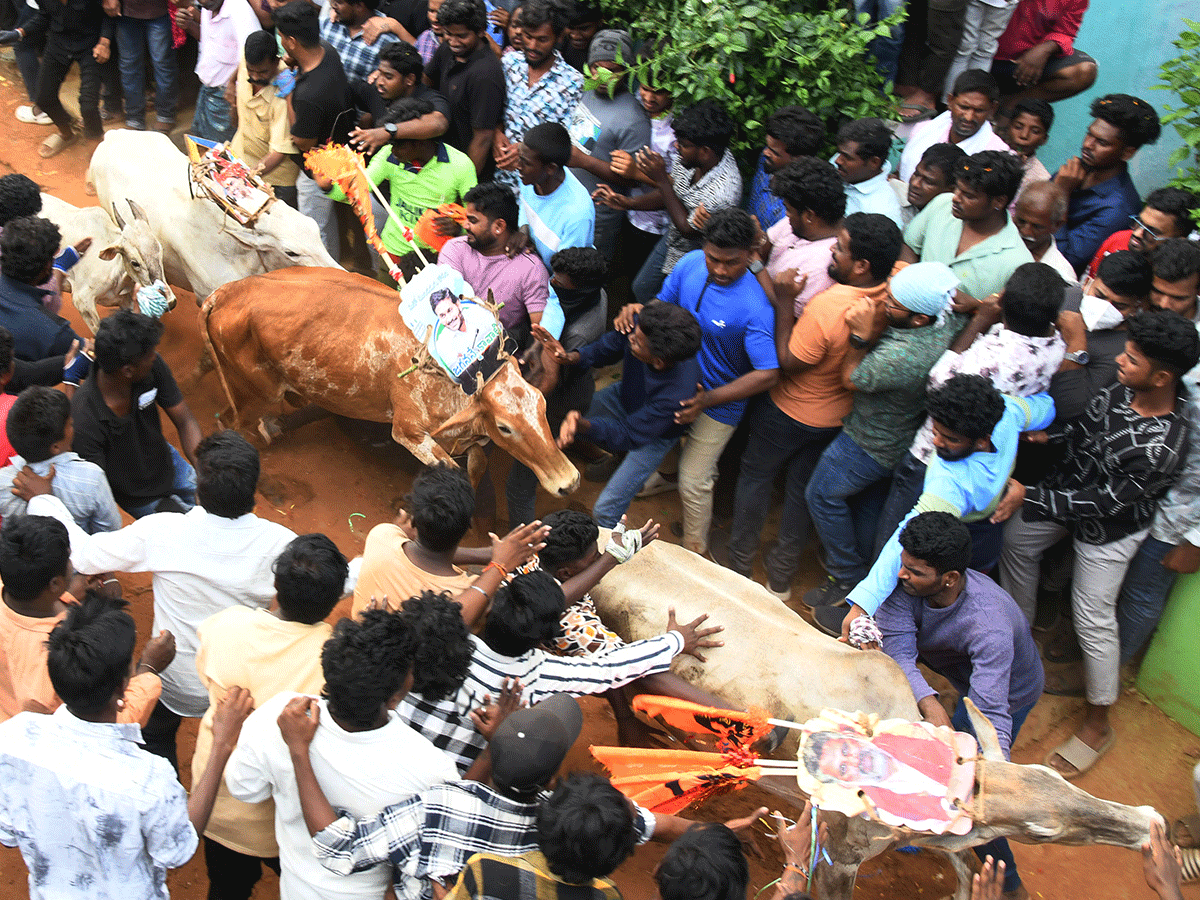 Jallikattu Celebrations In Tirupati District Photo Gallery10