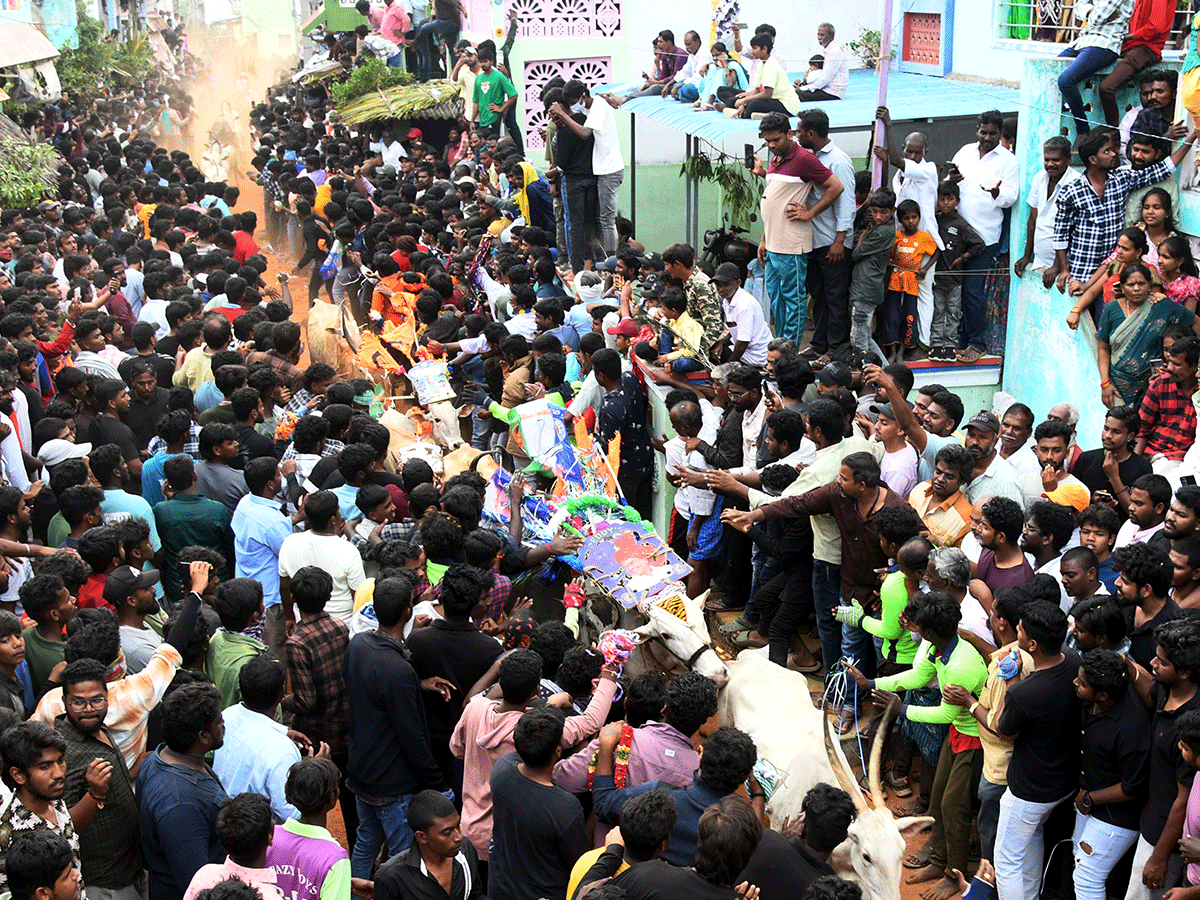 Jallikattu Celebrations In Tirupati District Photo Gallery11