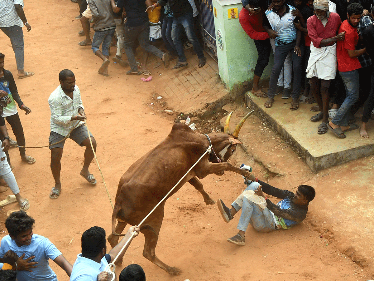 Jallikattu Celebrations In Tirupati District Photo Gallery18