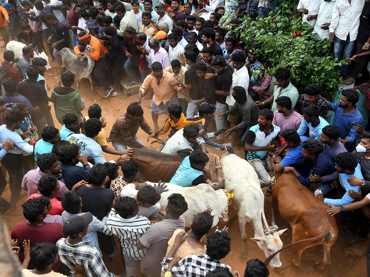 Jallikattu Celebrations In Tirupati District Photo Gallery19