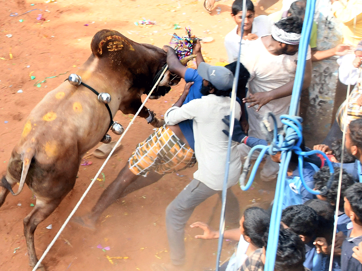 Jallikattu Celebrations In Tirupati District Photo Gallery20