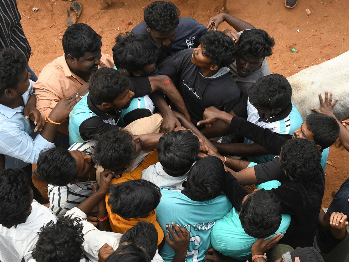 Jallikattu Celebrations In Tirupati District Photo Gallery21