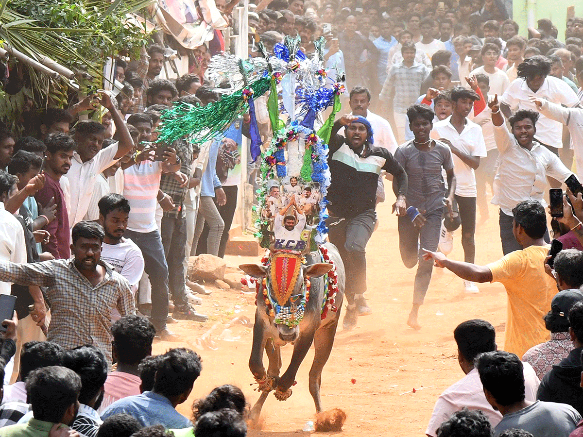 Jallikattu Celebrations In Tirupati District Photo Gallery22