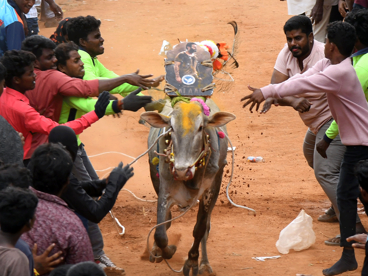 Jallikattu Celebrations In Tirupati District Photo Gallery2