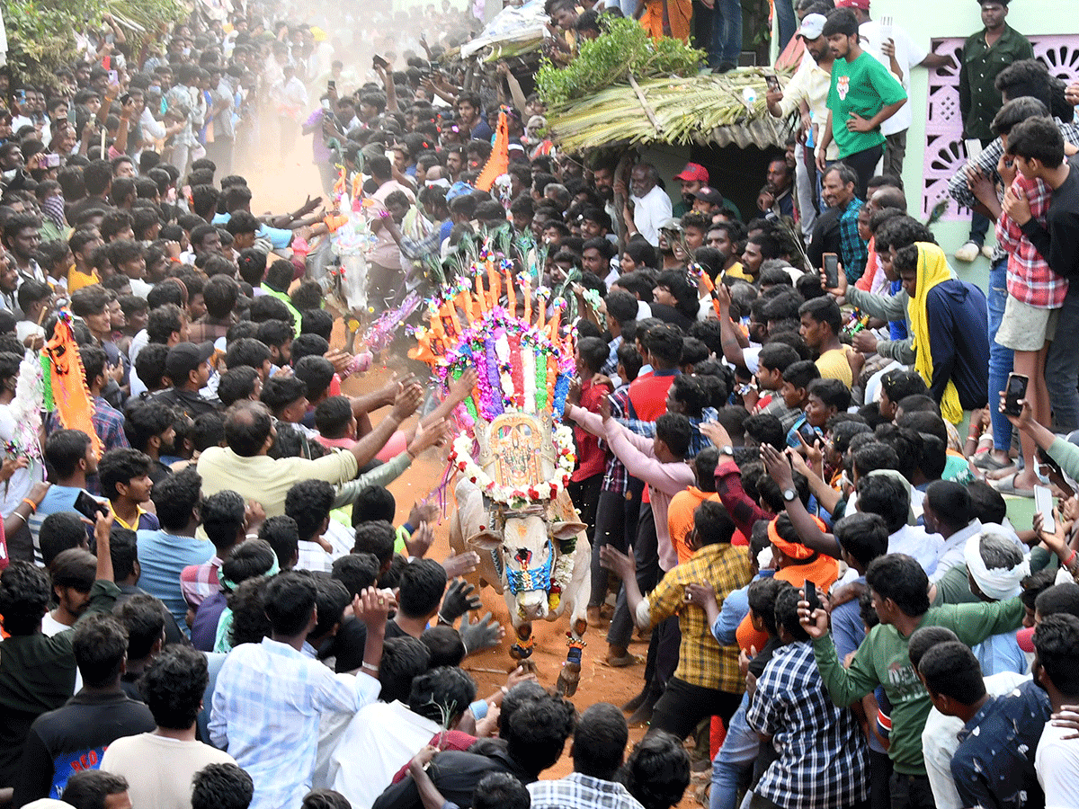 Jallikattu Celebrations In Tirupati District Photo Gallery23