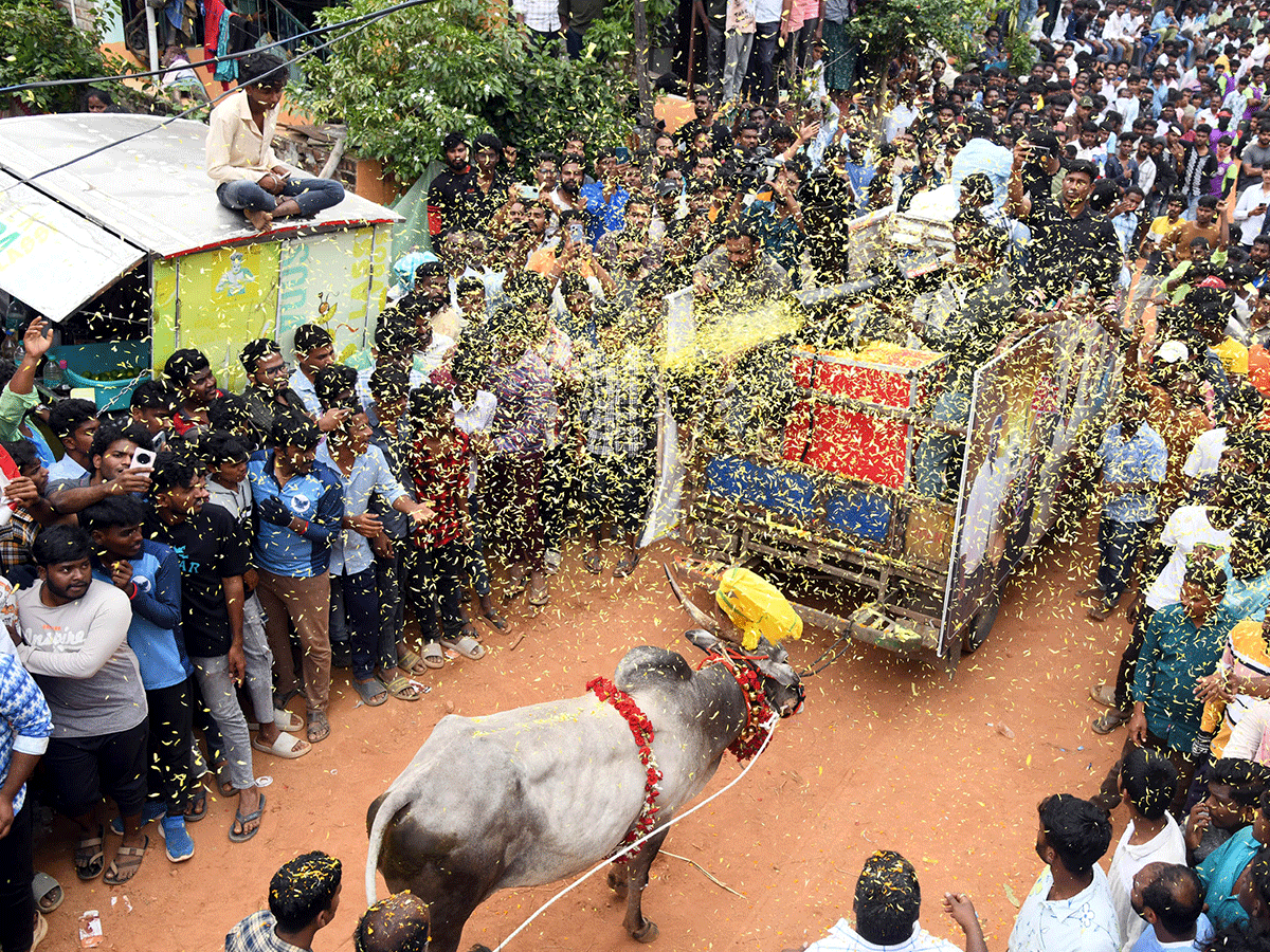 Jallikattu Celebrations In Tirupati District Photo Gallery24