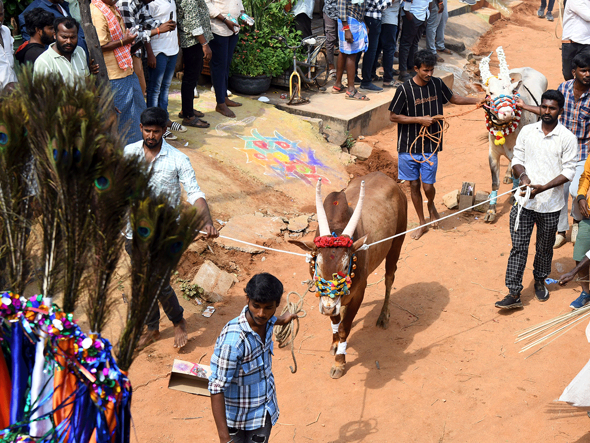 Jallikattu Celebrations In Tirupati District Photo Gallery25