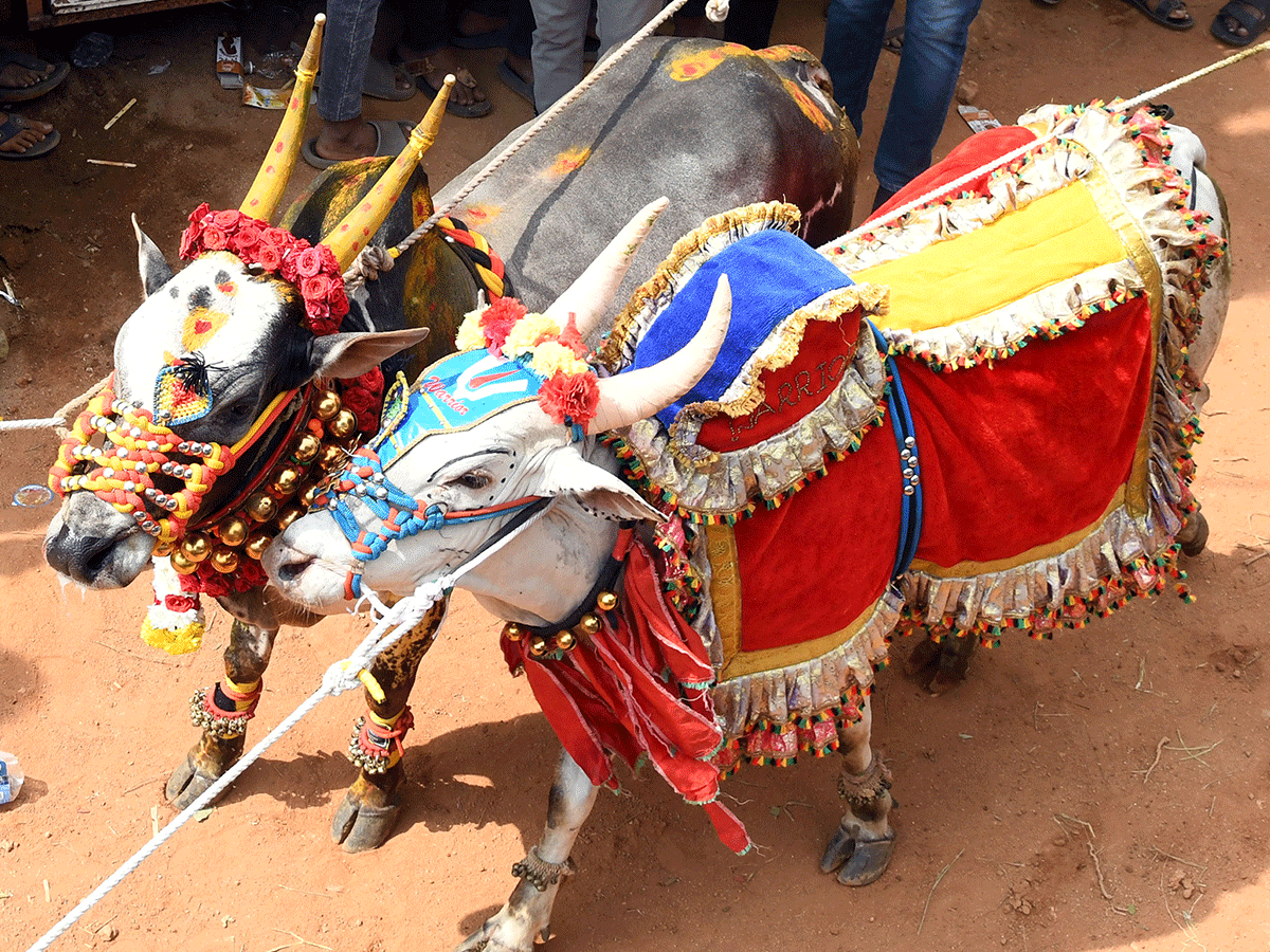 Jallikattu Celebrations In Tirupati District Photo Gallery26