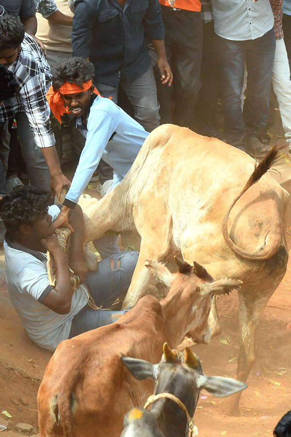 Jallikattu Celebrations In Tirupati District Photo Gallery14