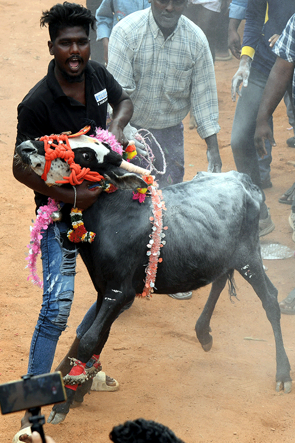 Jallikattu Celebrations In Tirupati District Photo Gallery15